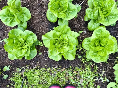 Cover image for Organic Greens and Nanna Craft Sessions