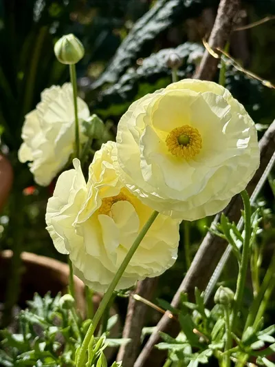 Cover image for New Organic Produce and Floral Updates